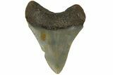 Juvenile Megalodon Tooth - North Carolina #183357-1